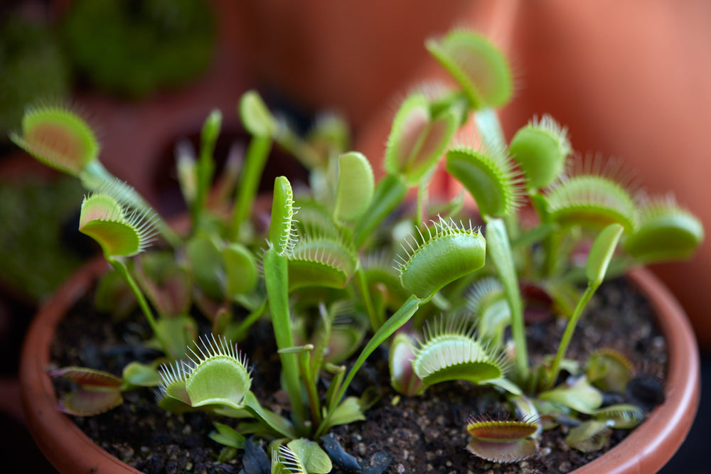 How to grow Venus Flytrap Plant - Care Guide