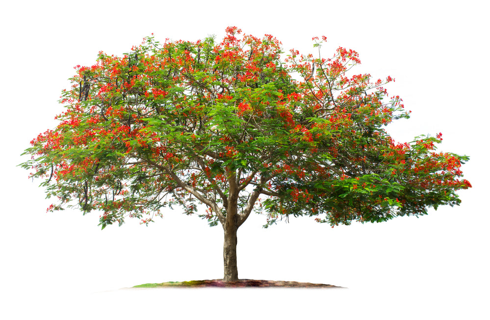 Growing Flame Tree Bonsai from seeds Grow Buddha