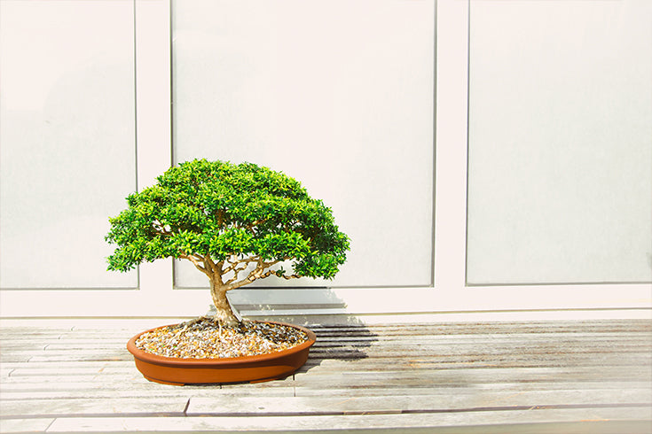 Wiring and Shaping Your Bonsai Tree