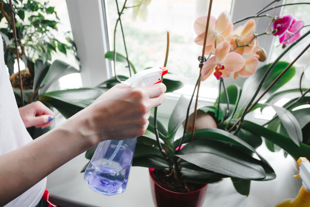 How to feed Orchid Plants