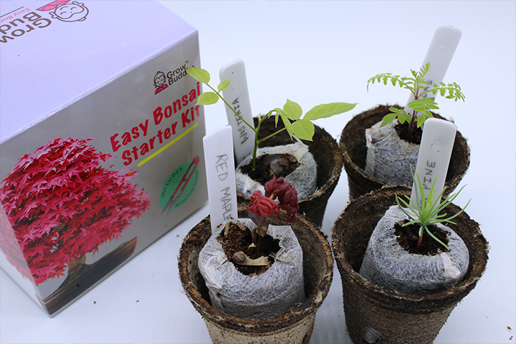 Bonsai Seeds () Bonsai Seeds