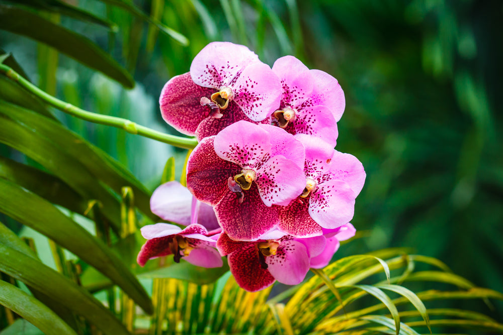 Reviving Your Orchid: A Step-by-Step Guide to Bring Your Plant Back to Life