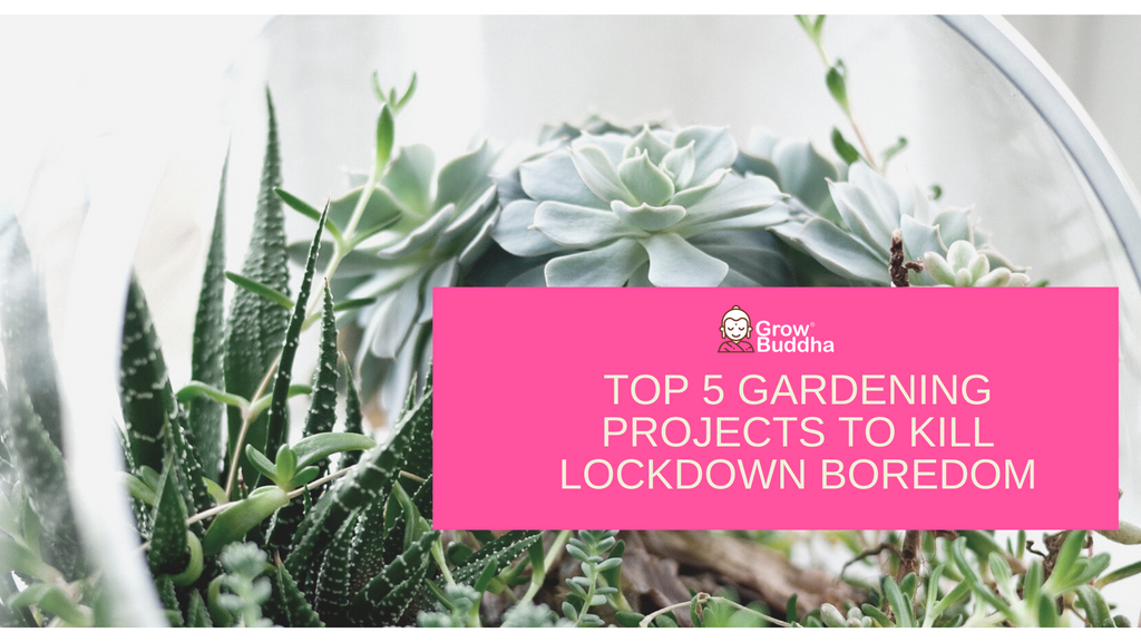 Top 5 Gardening Projects to do during Lockdown to Kill Boredom