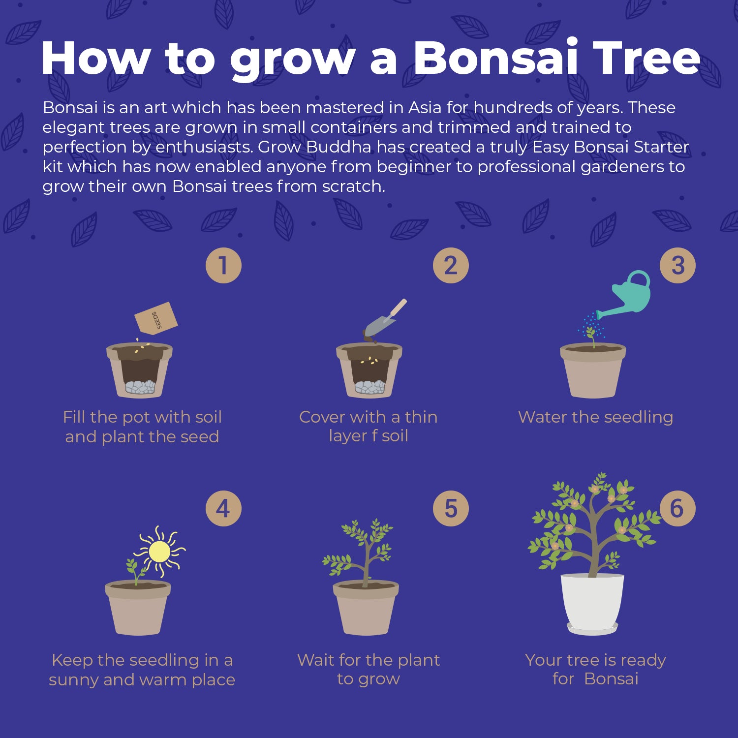 bonsai tree growing guide Master Bonsai Starter Kit