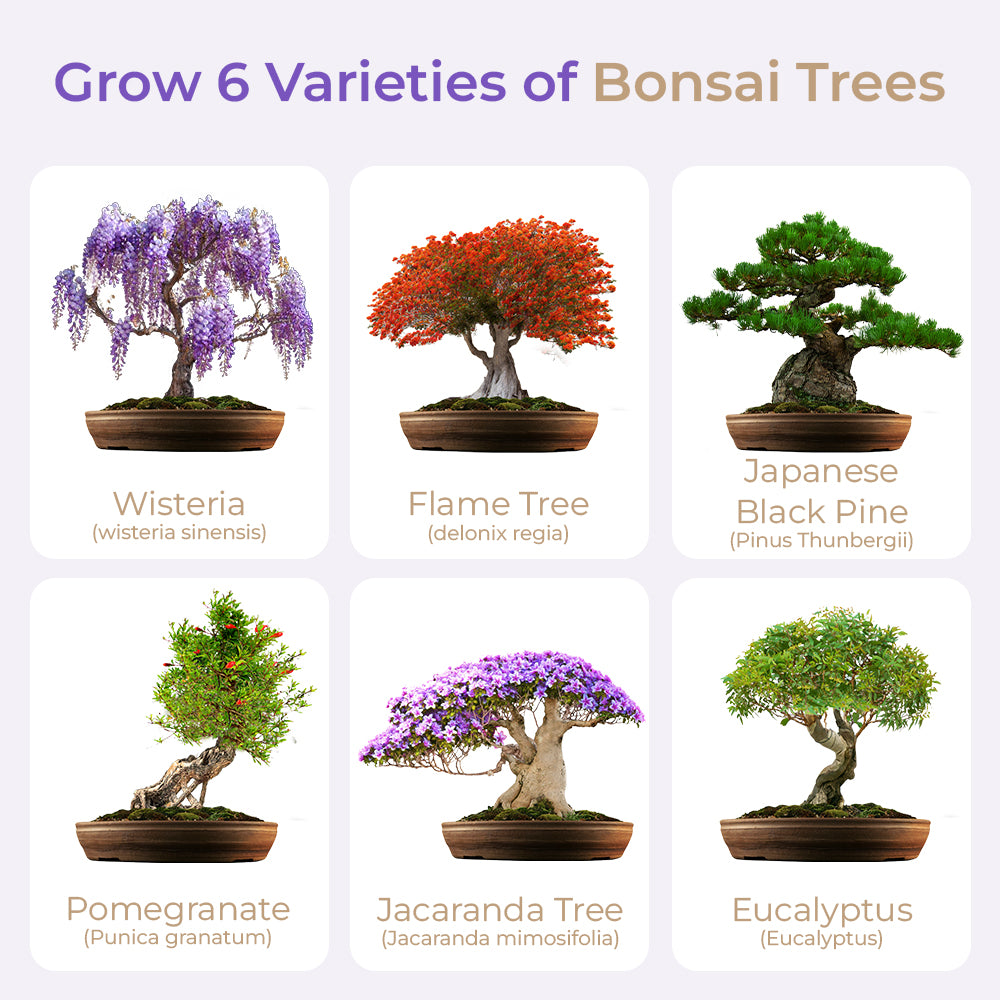 bonsai tree stages of growth Master Bonsai Starter Kit