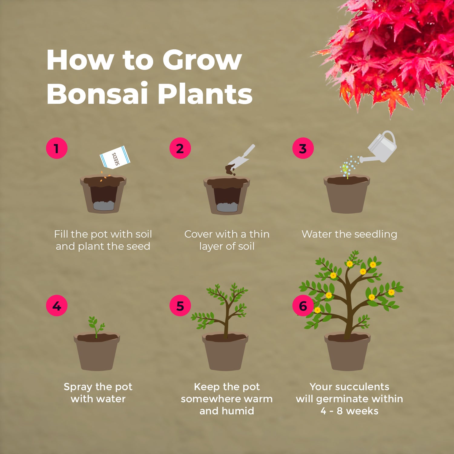 Buy Bonsai Tree Starter Kit grow Your Own Bonsai Trees From Seeds Online in  India 
