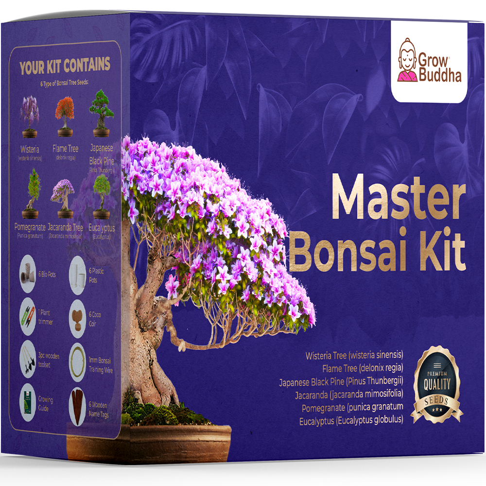 BONSAI TREE KIT for beginners, Grow Your Own - Bonsai Trees, Gardening Gift  Set.