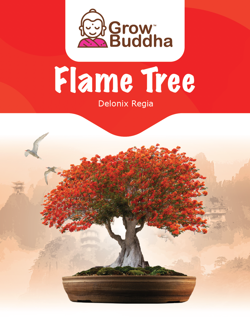 bonsai flame tree seeds Flame Tree Bonsai Seeds Packet – Grow Buddha