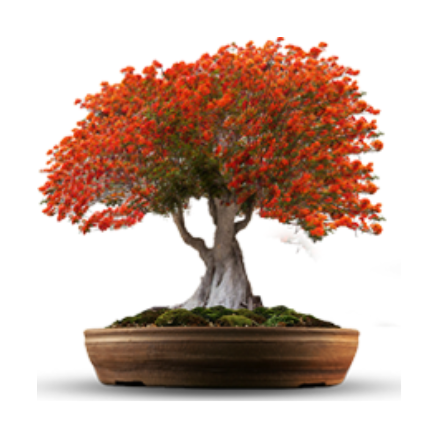 flame bonsai tree Flame Tree Bonsai Seeds Packet – Grow Buddha