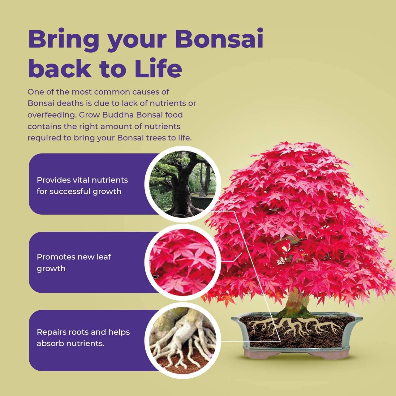 bonsai tree feed Bonsai Food Fertiliser