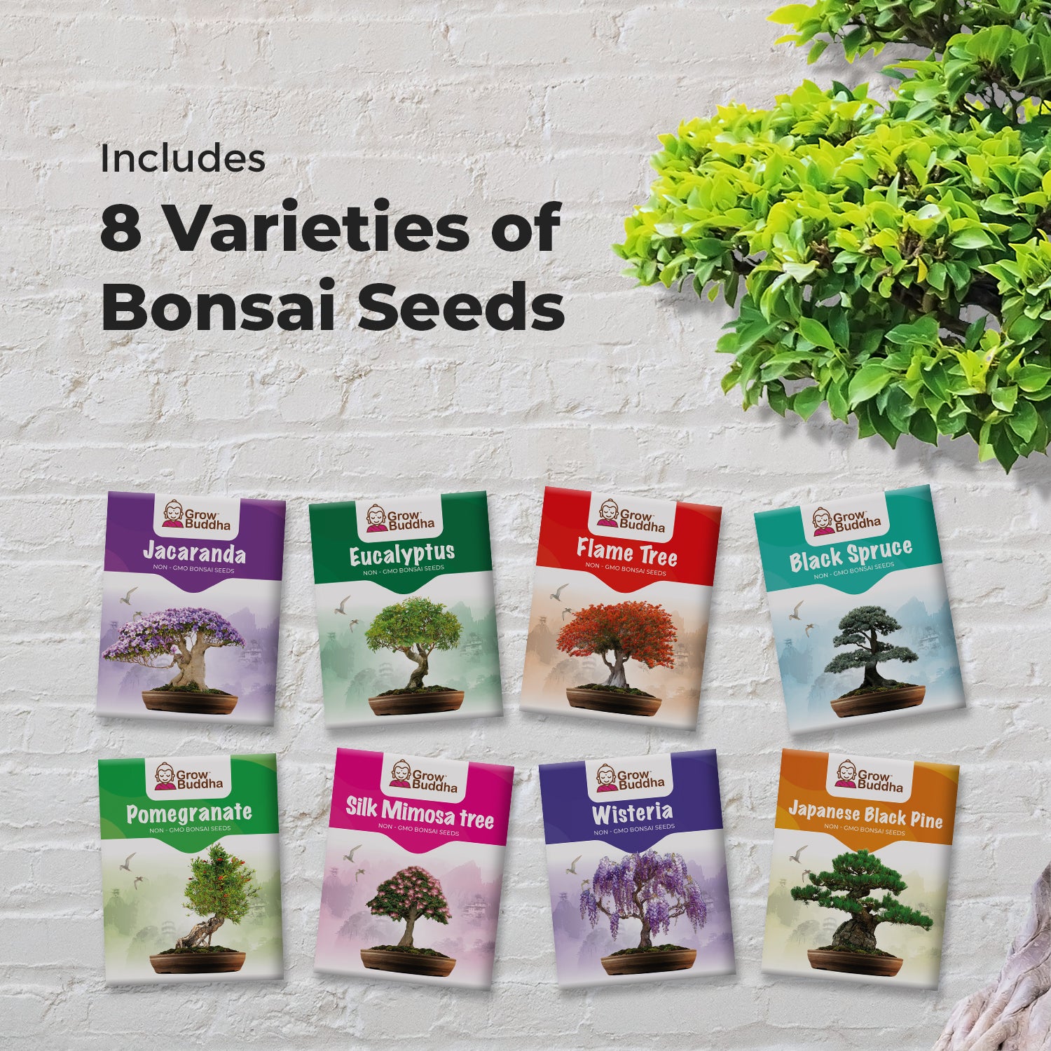 thumbnail image 2 of 30pcs Bonsai Tree Seeds Brugmansia Suaveolens Flamenco Angel 2 of 11