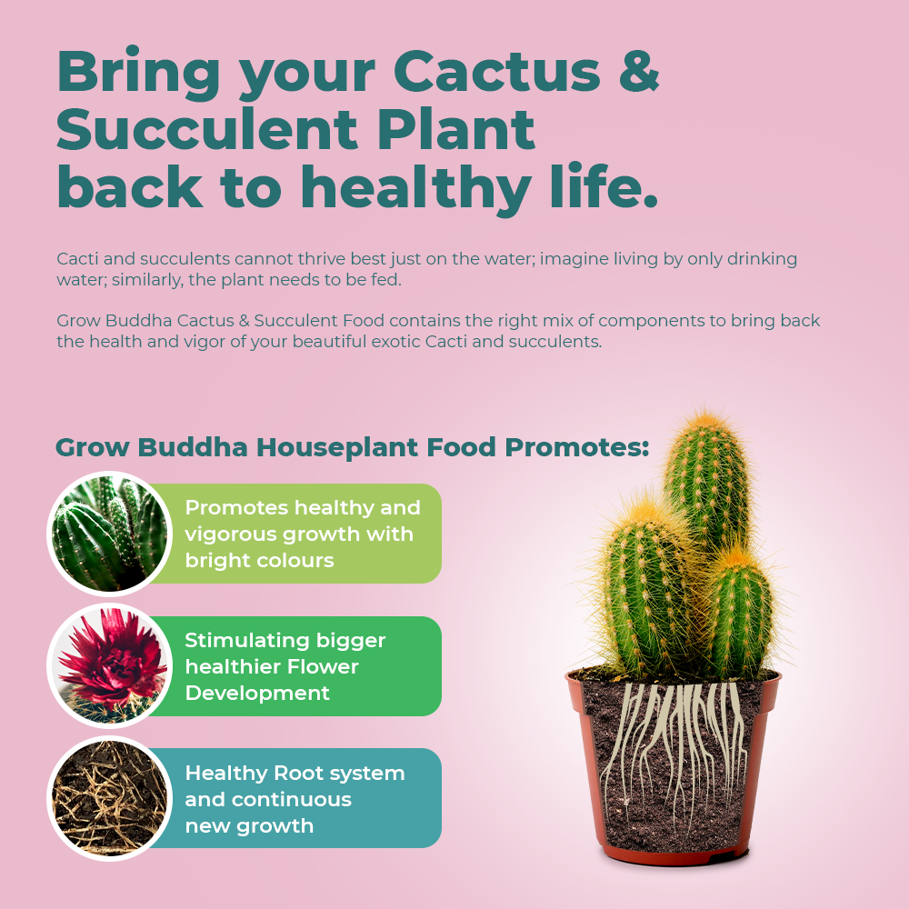 Cactus and Succulent Food Fertiliser - Liquid Concentrated