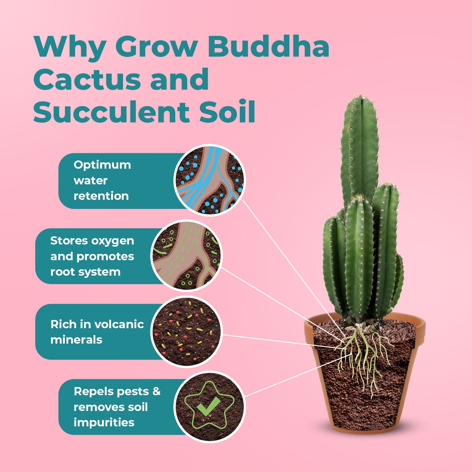 do cactus need soil Cacti and Succulent Potting Soil