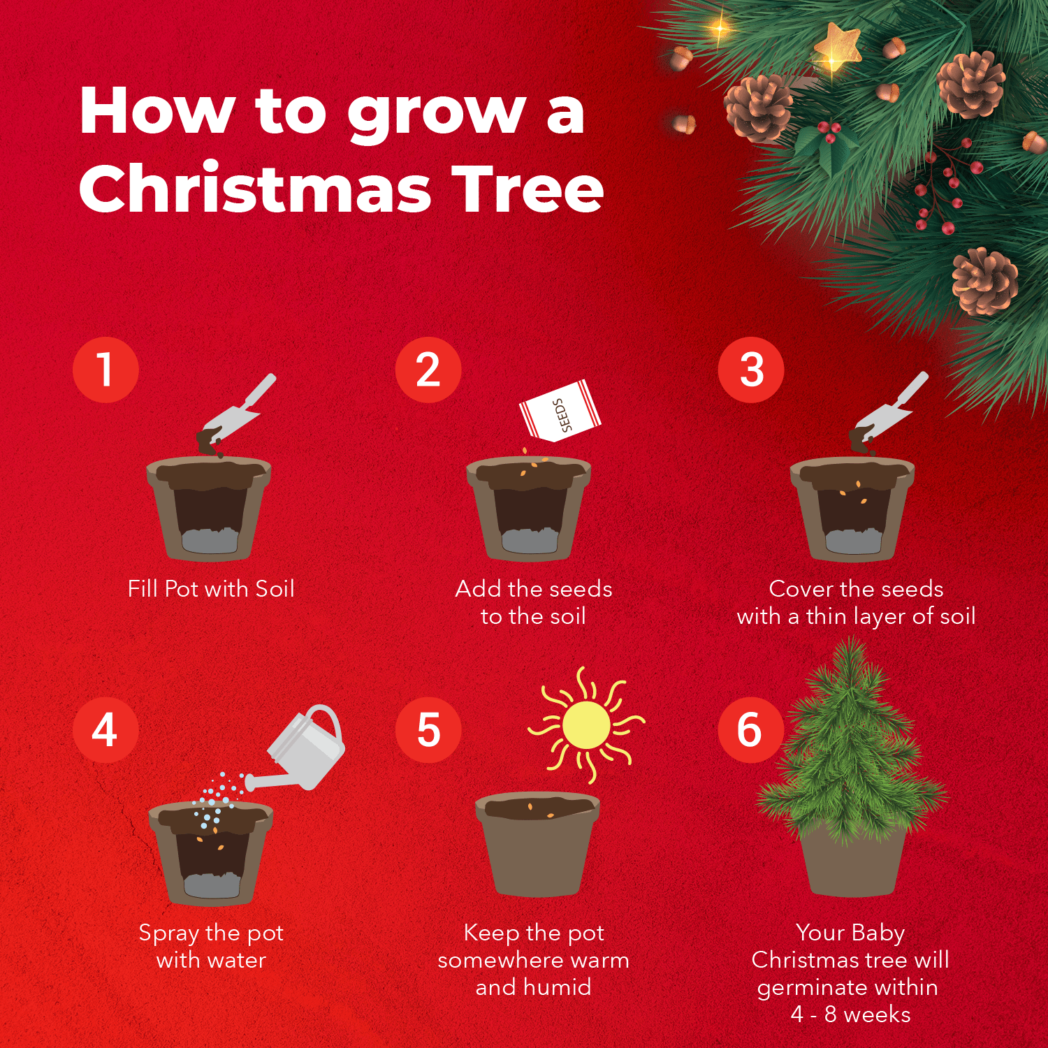 potting mix for christmas tree Grow Your Own Christmas Tree Starter Kit – Grow Buddha