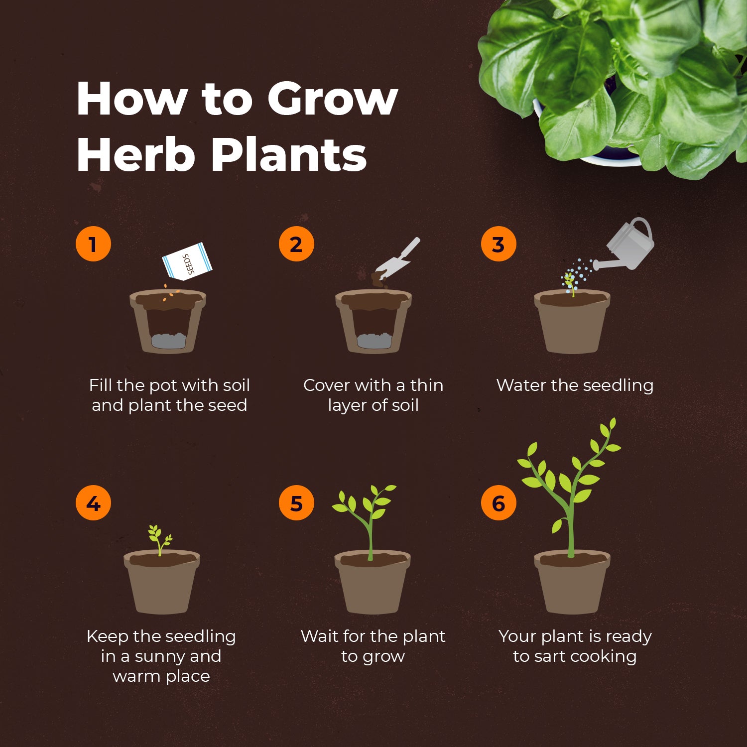 should i grow herbs from seeds or plants Grow Your Own Herbs Starter Kit