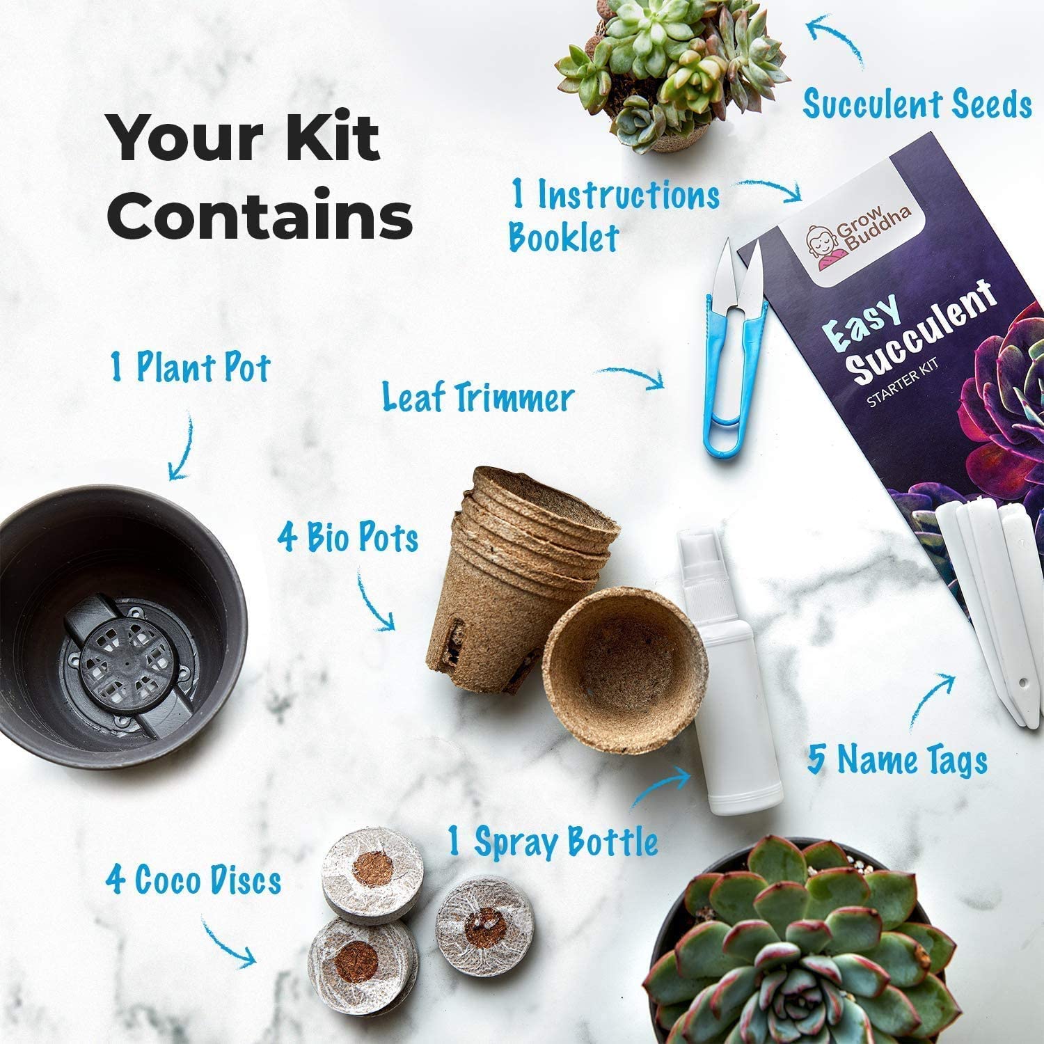 succulent starter pack Grow Your Own Succulents Starter Kit – Grow Buddha