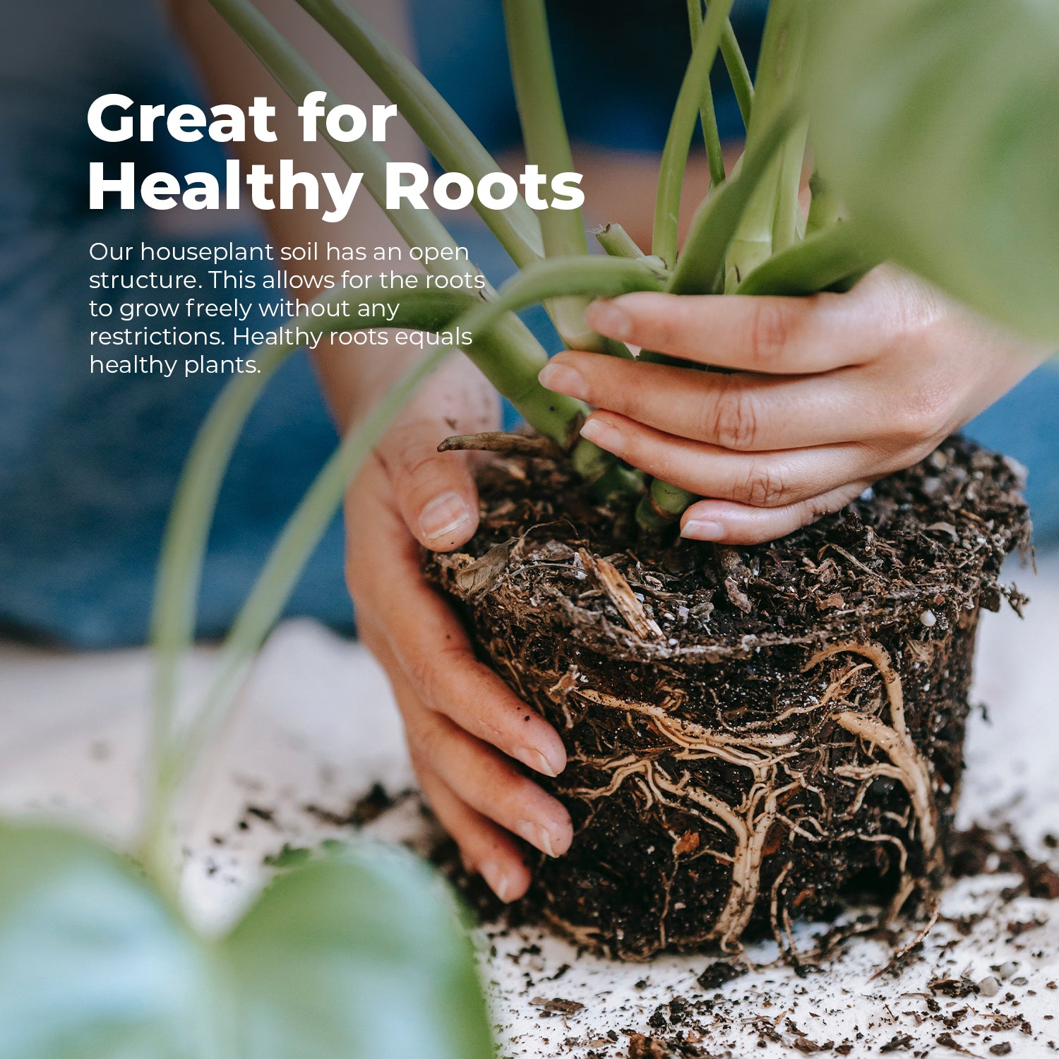 house plant compost Houseplant Potting Soil