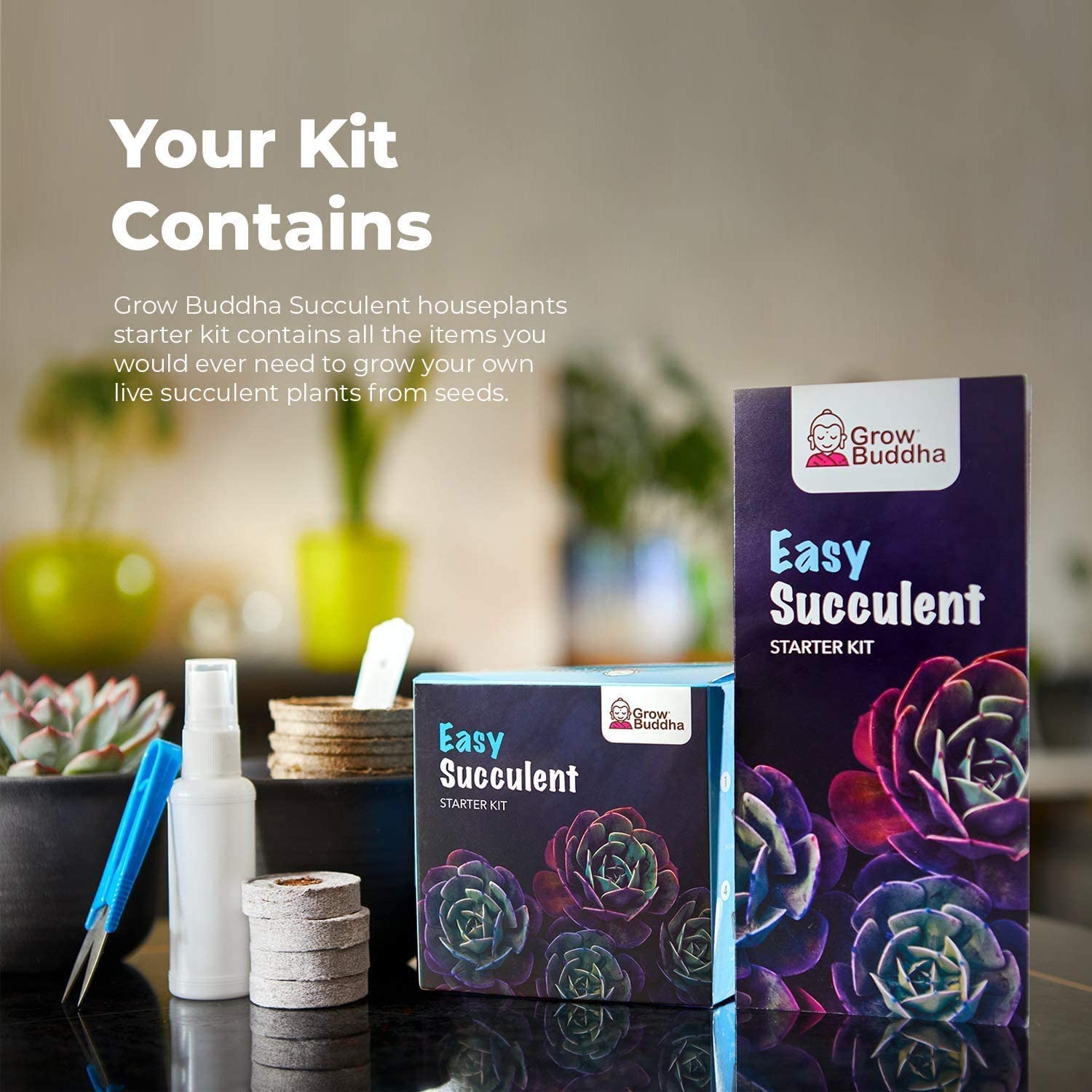 succulent starter kit Grow Your Own Succulents Starter Kit – Grow Buddha