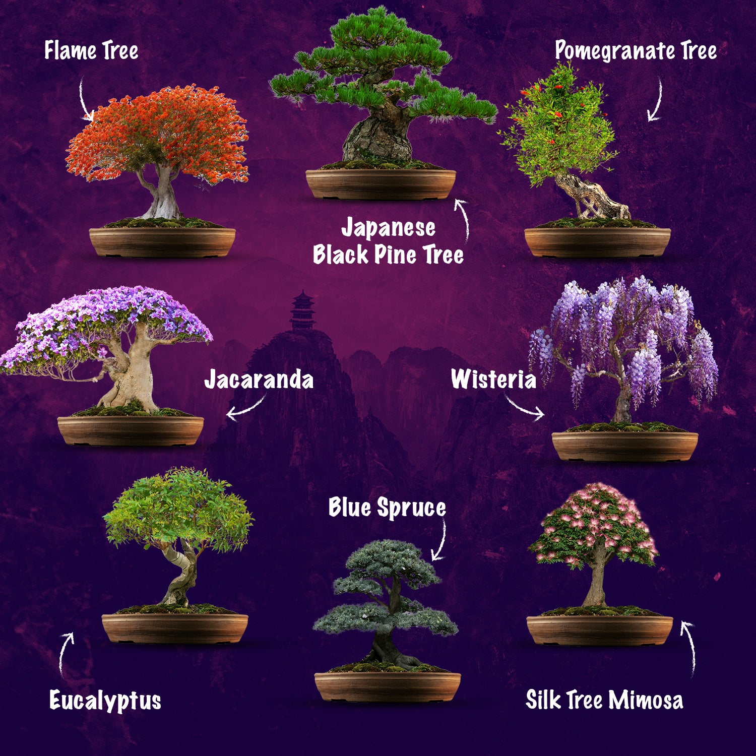 mimosa tree bonsai from seed Grow 8 Bonsai Trees Seeds Set – Grow Buddha